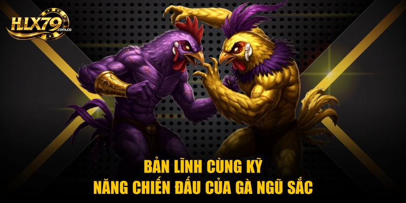 Bản lĩnh cùng kỹ năng chiến đấu của gà ngũ sắc Bản lĩnh cùng kỹ năng chiến đấu của gà ngũ sắc