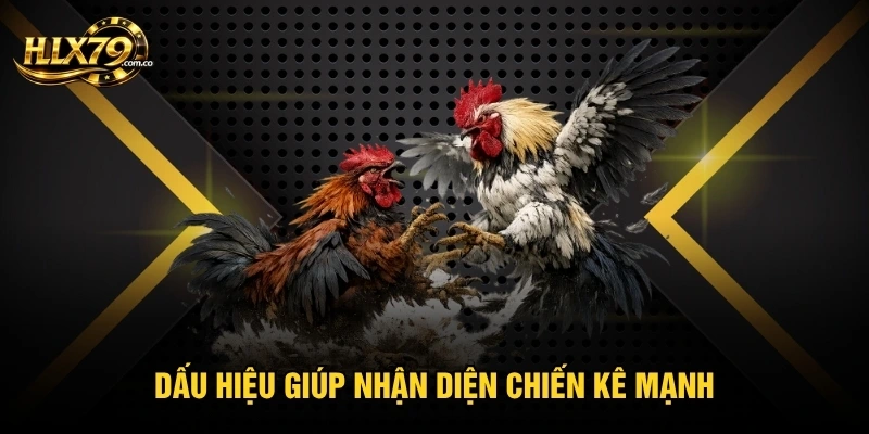 Dấu hiệu giúp nhận diện chiến kê mạnh