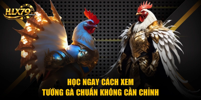Học ngay cách xem tướng gà chuẩn không cần chỉnh Học ngay cách xem tướng gà chuẩn không cần chỉnh
