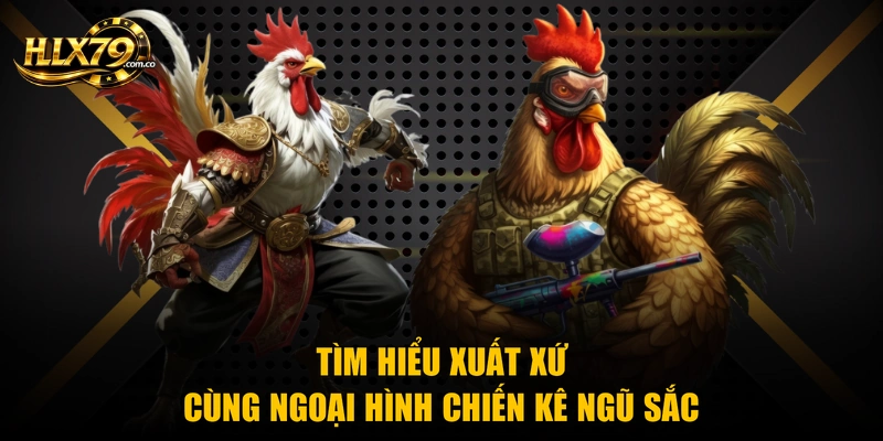 Tìm hiểu xuất xứ cùng ngoại hình chiến kê ngũ sắc Tìm hiểu xuất xứ cùng ngoại hình chiến kê ngũ sắc