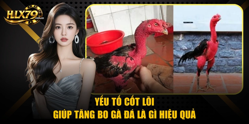 Yếu tố cốt lõi giúp tăng bo gà đá là gì hiệu quả Yếu tố cốt lõi giúp tăng bo gà đá là gì hiệu quả