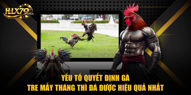 Yếu tố quyết định gà tre mấy tháng thì đá được hiệu quả nhất Yếu tố quyết định gà tre mấy tháng thì đá được hiệu quả nhất